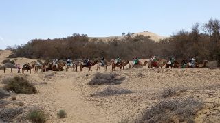 GC-Camello Safari (Maspalomas)-38.jpg